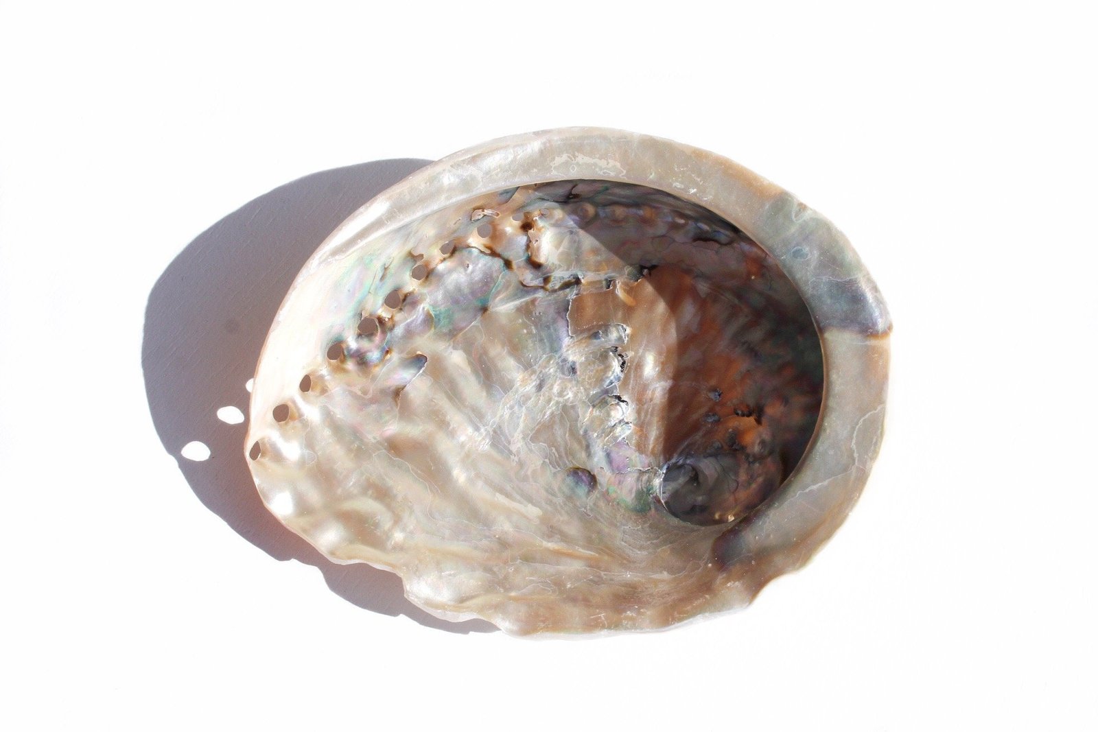 856017B7 1503 4111 93F9 CDED25B81137